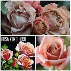Rožė - Rosa KOKO LOKO ®