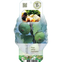 Skiautėtasis fikusas - Ficus carica ICE CRYSTAL