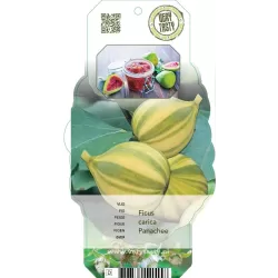 The Fig - Ficus carica PANACHEE