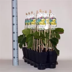 The Fig - Ficus carica PANACHEE