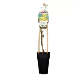 The Fig - Ficus carica PANACHEE