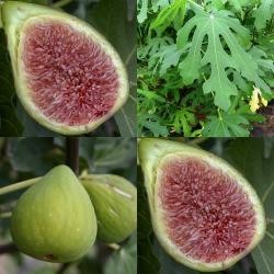 The Fig - Ficus carica PRECOSE DE DALMATIE