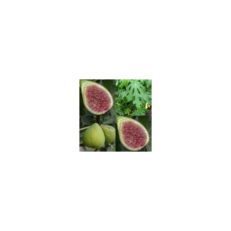 Figmedis - Ficus carica PRECOSE DE DALMATIE