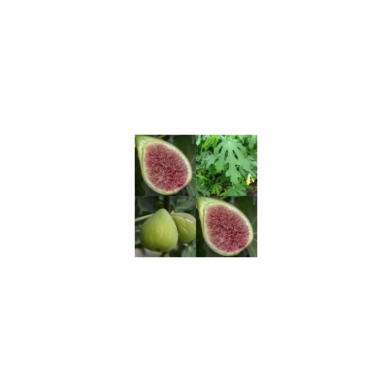 The Fig - Ficus carica PRECOSE DE DALMATIE