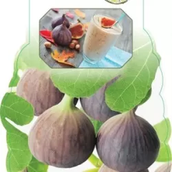 The Fig - Ficus carica PRECOSE DE DALMATIE