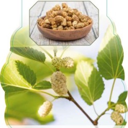 Šilkmedžiai su pristatymu Lietuvoje