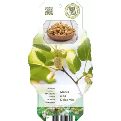 Šilkmedžiai su pristatymu Lietuvoje