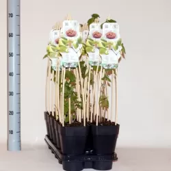 Išankstinis augalų užsakymas internetu