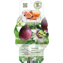 Passion fruit - Passiflora edulis PURPLE GIANT
