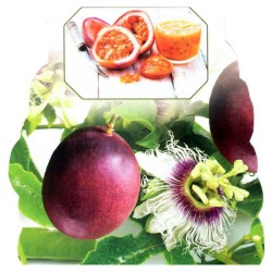 Kvapioji pasiflora - Passiflora edulis PURPLE GIANT