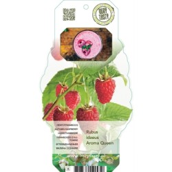 Raspberry - Rubus idaeus AROMA QUEEN