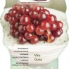 Grape Vine - Vitis vinifera GUNA