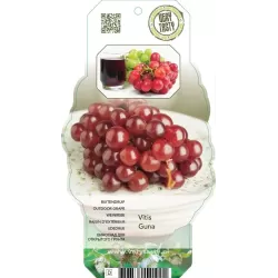 Tikrasis vynmedis - Vitis vinifera GUNA