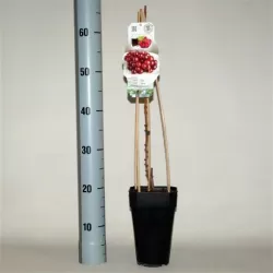 Tikrasis vynmedis - Vitis vinifera GUNA