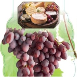 Tikrasis vynmedis - Vitis vinifera HASANSKIJ SLADKIJ