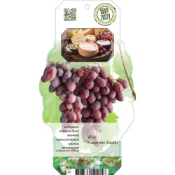 Grape Vine  - Vitis vinifera HASANSKIJ SLADKIJ