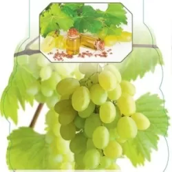 Tikrasis vynmedis - Vitis vinifera JUBILEJ NOVGORODA