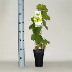 Tikrasis vynmedis - Vitis vinifera JUBILEJ NOVGORODA