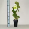 Tikrasis vynmedis - Vitis vinifera JUBILEJ NOVGORODA