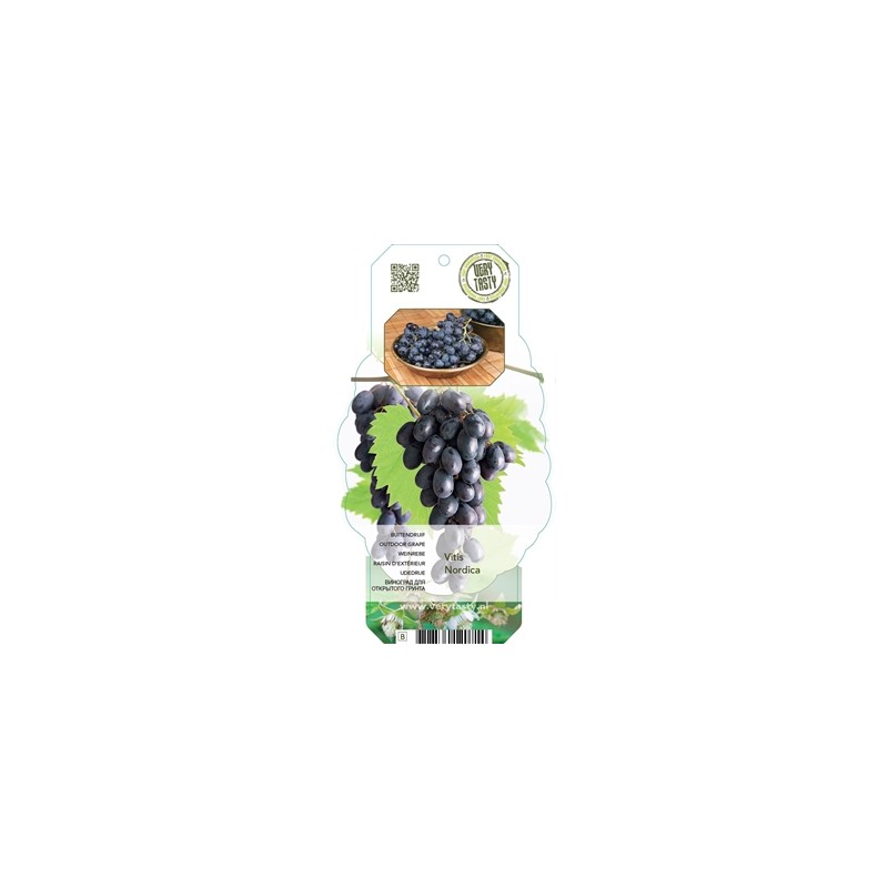 Grape Vine - Vitis labrusca NORDICA