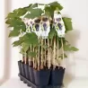 Grape Vine - Vitis labrusca NORDICA