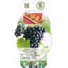Grape Vine - Vitis labrusca SCHUYLER