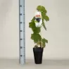 Gauruotasis vynmedis - Vitis labrusca SCHUYLER