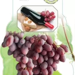 Grape Vine - Vitis vinifera VANESSA