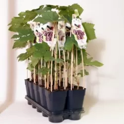 Grape Vine - Vitis vinifera VANESSA