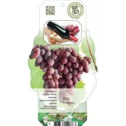 Grape Vine - Vitis vinifera VANESSA