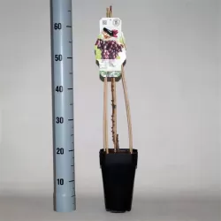 Grape Vine - Vitis vinifera VANESSA