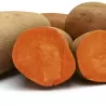 Sweet Potato BEAUREGARD