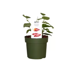 Batatas (saldžioji bulvė) - Ipomea batatas BEAUREGARD