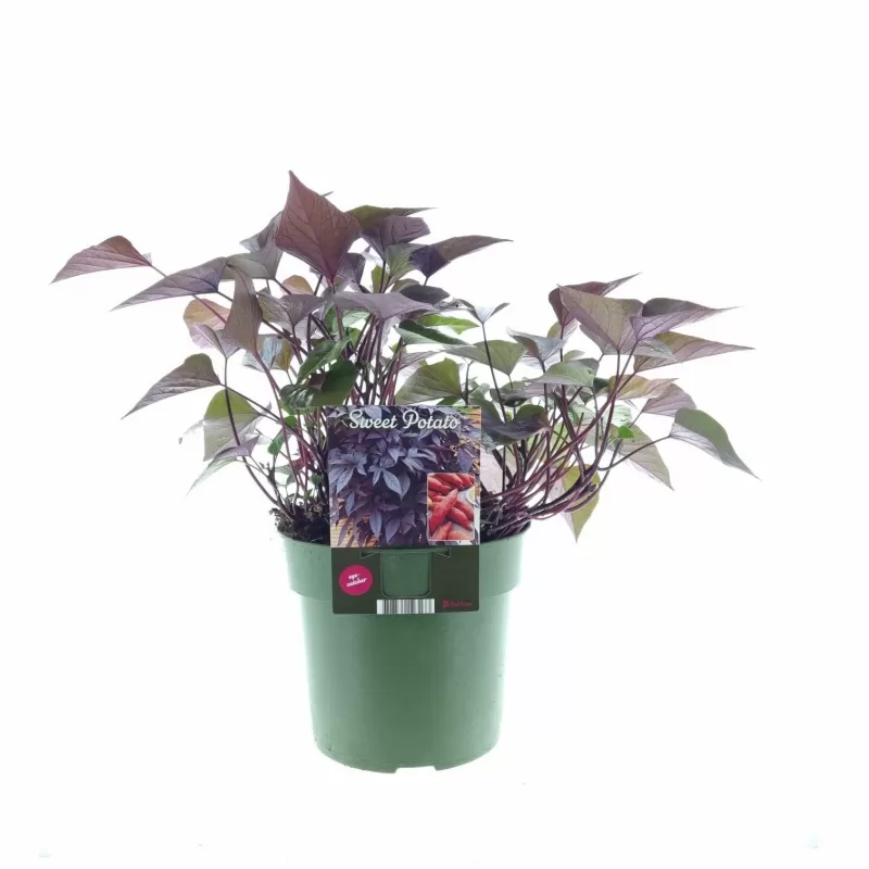 Batatas (saldžioji bulvė) - Ipomea batatas KAKURA