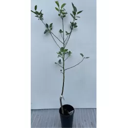 Žagarės sodų vaismedžiai internetu su pristatymu į namus