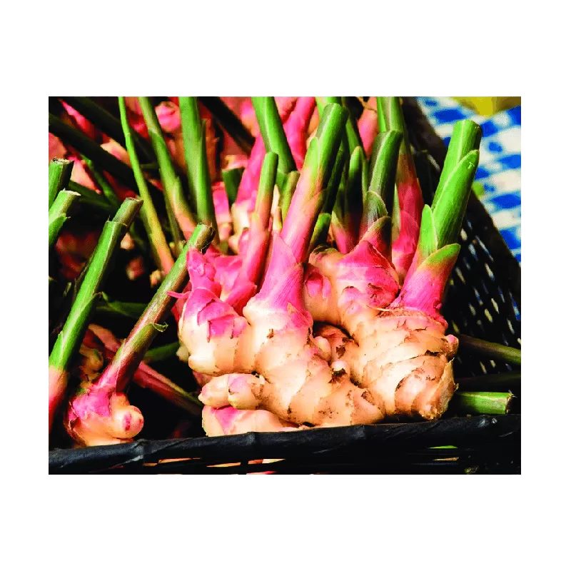 Ginger - Zingiber officinale ROSCOE