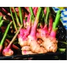 Ginger - Zingiber officinale ROSCOE