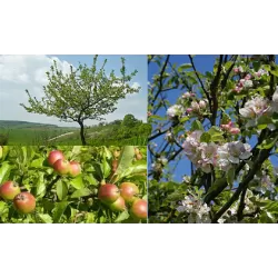 Crab Apple Tree - Malus sylvestris