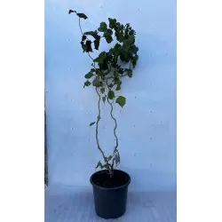 Hazel - Corylus maxima RED MAJESTIC