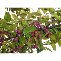 Crab Apple Tree - Malus ROYALTY