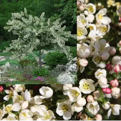 Crab Apple Tree - Malus TINA