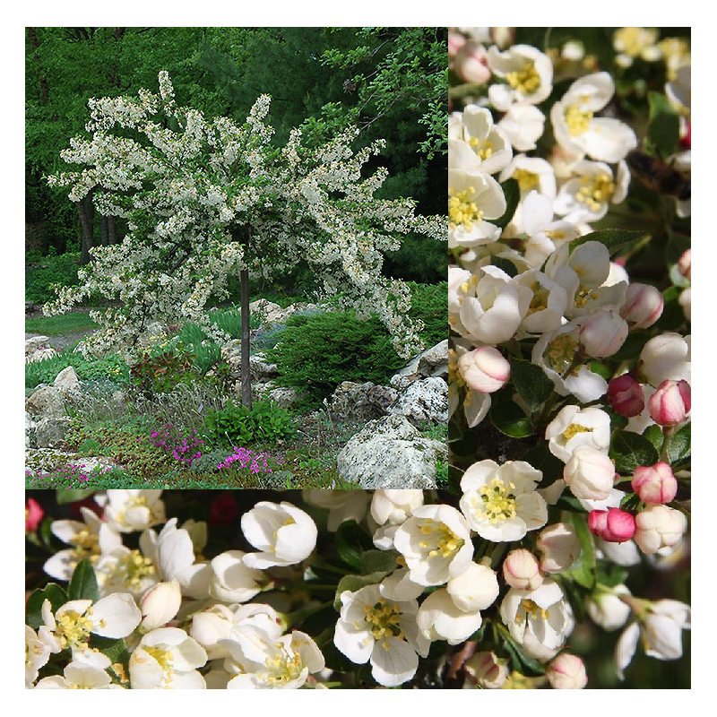 Obelų sodinukai internetu su pristatymu į namus