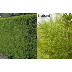 Vakarinė tuja - Thuja occidentalis BRABANT (Solo augalai)