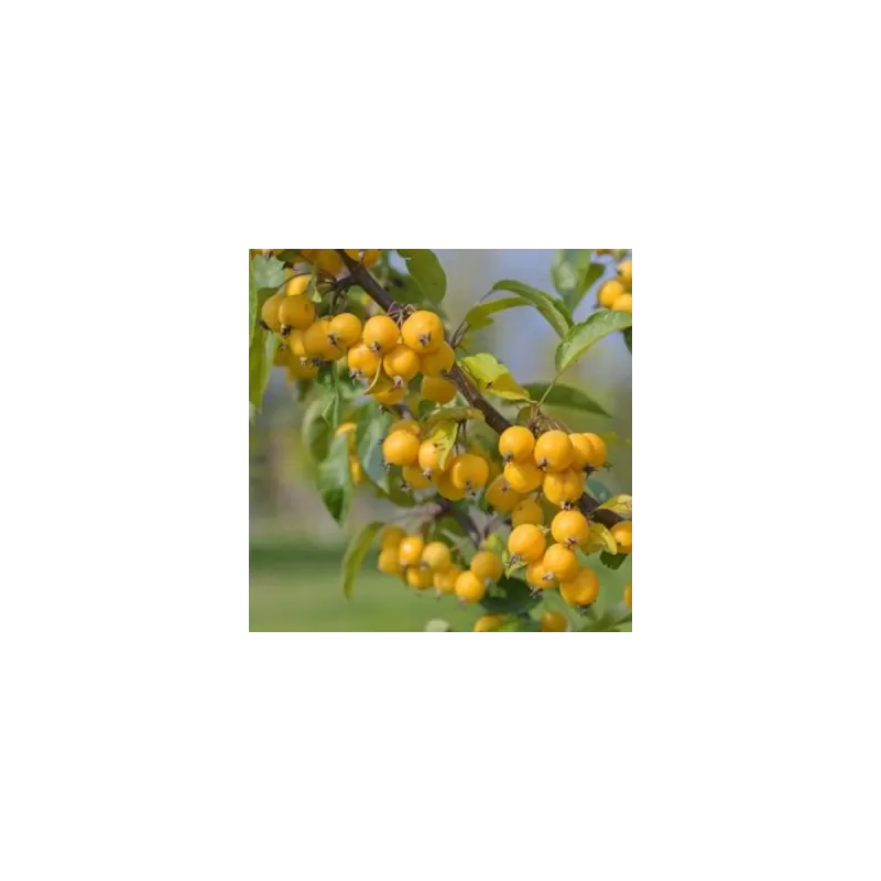 Dekoratyvinė obelis - Malus WINTERGOLD Dekoratyvinė obelis - Malus WINTERGOLD