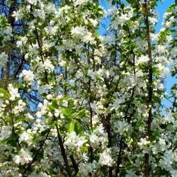 Malus WINTERGOLD