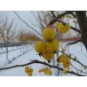 Dekoratyvinė obelis - Malus WINTERGOLD