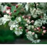 Crab Apple Tree - Malus EVERESTE