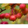 Crab Apple Tree - Malus EVERESTE