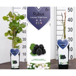 Blackberry - Rubus fruticosus TRIPLE CROWN
 Height-40-60CM Container-P15 C2