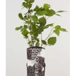 Gervuogė - Rubus fruticosus TRIPLE CROWN